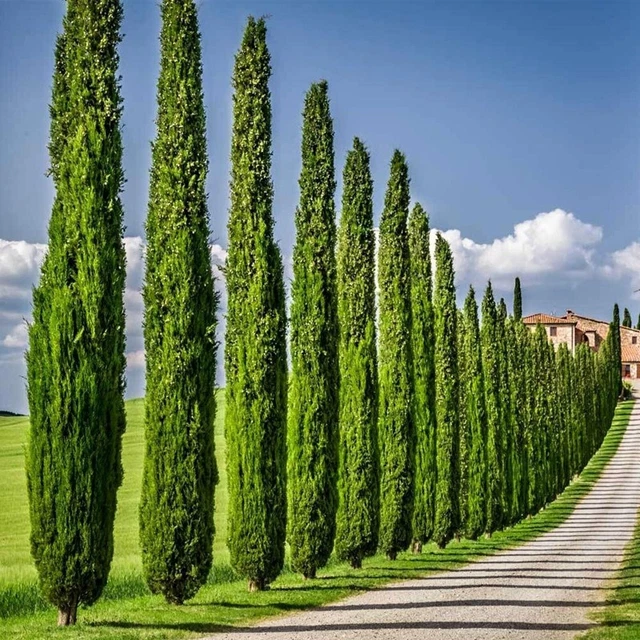 Cupressus Sempervirens Stricta – Italian Cypress Seeds (Mediterranean Male, 50 Sementes)