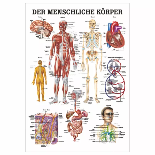 Der menschliche Körper Lehrtafel Anatomie 100x70 cm medizinische Lehrmittel