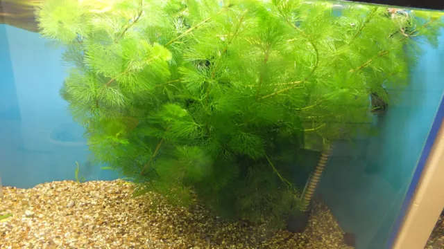 30 CABOMBA Aquatica, Live Aquarium Aquatic Tropical Plant Fish Tank 2