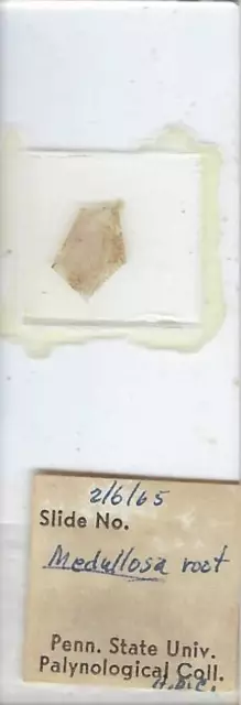 Medullosa Root (Coal Fossil) Microscope Slide