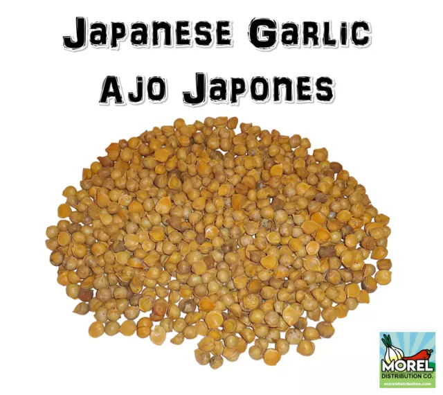 Ajo Japonais (Ail Japonais) // Poids : 1 Lb,2 Lbs, 5 Lbs 10 Lbs & 20 Lbs !