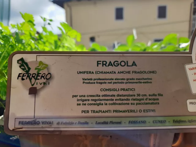 piante piantine di fragole unifere (fragolone) in vaschetta da 4 pz 2