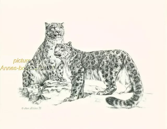 #189 SNOW LEOPARDS * wild life art print *  pen and ink drawing by Jan Jellins