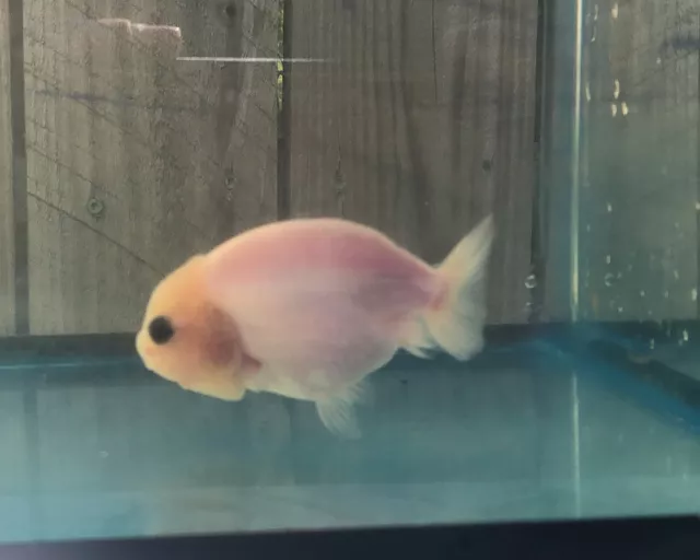 3.5 Inches Assorted live goldfish ranchu