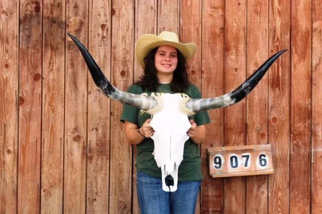Steer Skull Polished Long Horns Mounted Art!! 3' 8" Cow Bull Longhorn H9076