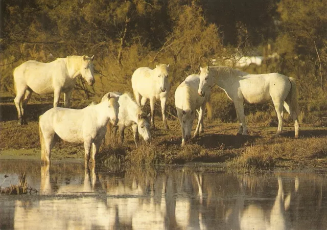 "Horses. Wild horses in Camargue" Modern German artististic  photo postcard