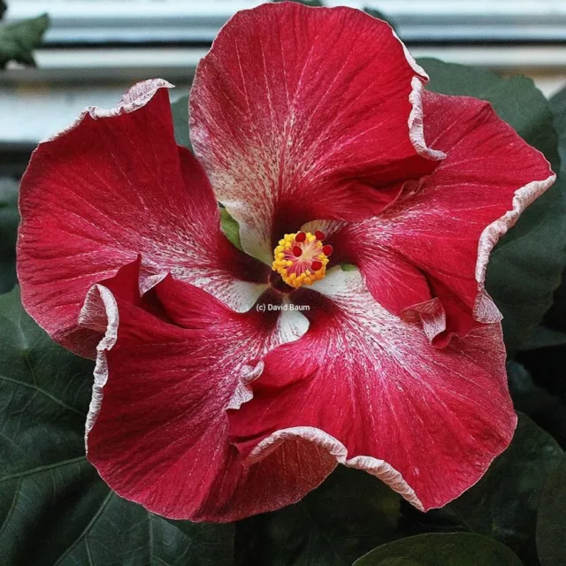Red/White  Hibiscus Seeds Perennial Hardy Flower Garden 20 Seed