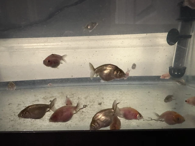 live fish freshwater Baby Ranchu