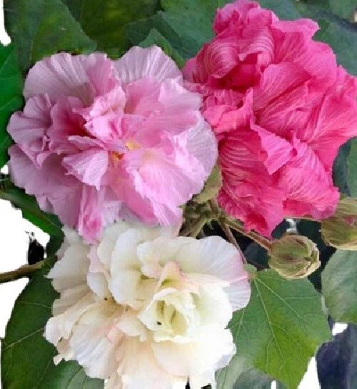 Semillas de Hibisco Rosa de Siria - Hibiscus syriacus