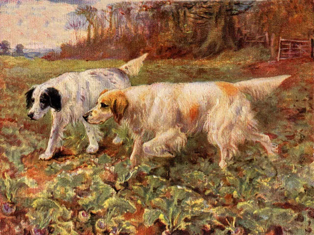 English Setter Charming Dog Greetings Note Card Two Lovely Dogs In Field