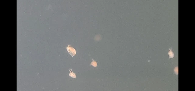 150 + Live Daphnia Magna (Clean Indoor Culture) FREE PRIORITY SHIPPING