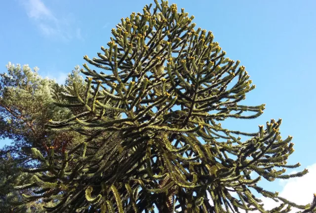 hardy exotic conifer tree Monkey puzzle tree ARAUCARUA ARAUCANA, 8-10cm 2