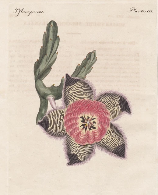 Stapelien Stapelia Fleurs Flower Afrique Africa Plante Plant Bertuch 1800