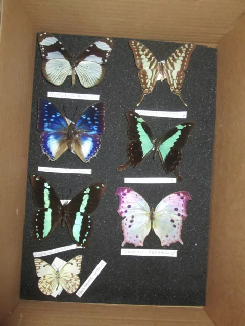 African  butterfly  collection  COLLECTOR, framer, artwork, box 17