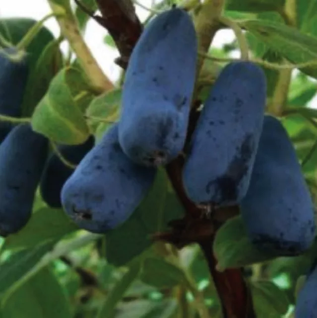 Kamtschatka-Heckenkirsche Indigo Gem 1L - Pflanze mit außergewöhnlichen Eigentu