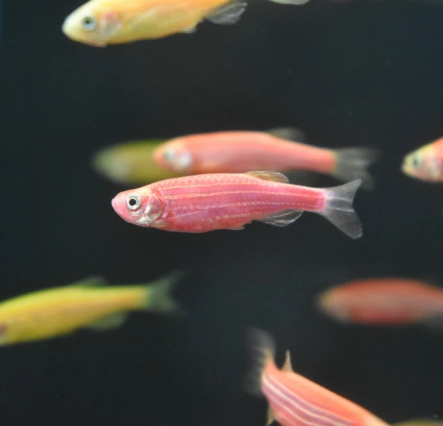 Live Assorted Rainbow Glow Danio (Pack of 6 Aquarium Fish) *PLS READ DESCR* 2