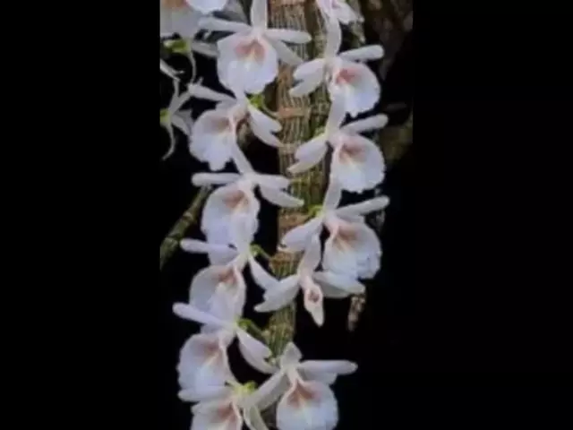 Dendrobium cretaceum Orchid Species