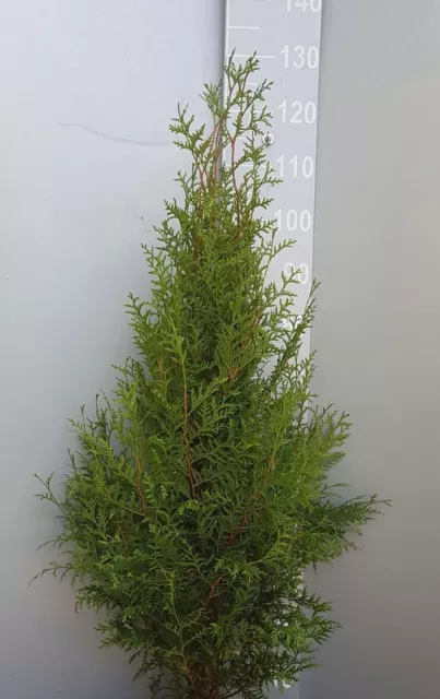 10st. Thuja Brabant 140cm reine Pflanzhöhe Heckenpflanze Lebensbaum %Sale%