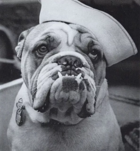 Bulldog "Sailor" - Vintage Dog Art Photo Print - CUSTOM MATTED