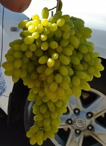 'Stoletie' - Kernlose Tafel-Trauben Weinrebe Weintraube 1 Pflanze