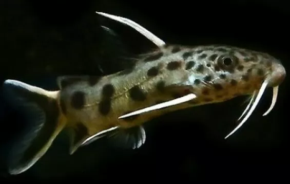 Synodontis Petricola Catfish 4cm