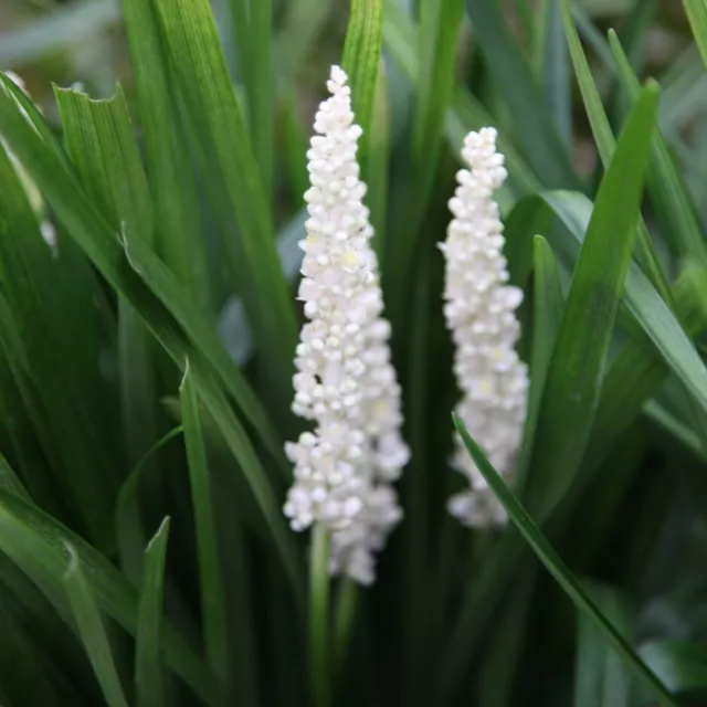 1 x Liriope muscari ‚Monrose White' Lilientraube (Ziergras/Gräser/Stauden)