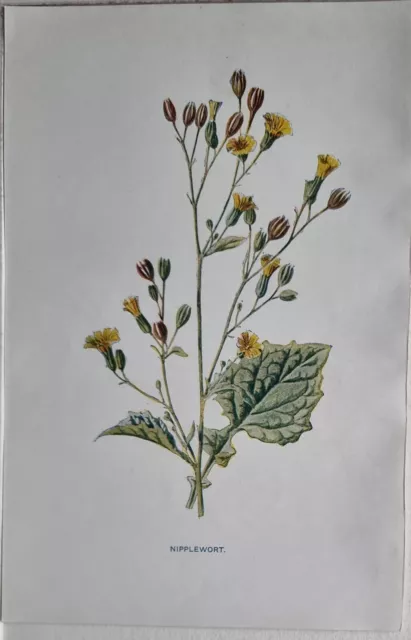 C1900 Botany Estampado Floral - Nipplewort