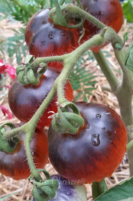 10 graines de tomate rare Alki Blue Blood tomato seeds méth.bio