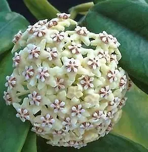 Hoya globulosa