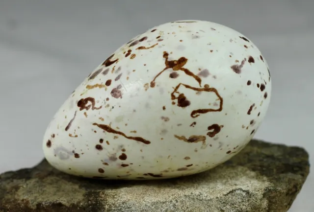 Brunnich´s Guillemot egg, Iceland, taxidermy, nature, real