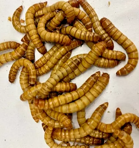 Live GIANT Mealworm Bearded Dragon Feeders Reptile MealWorm Lizard Food