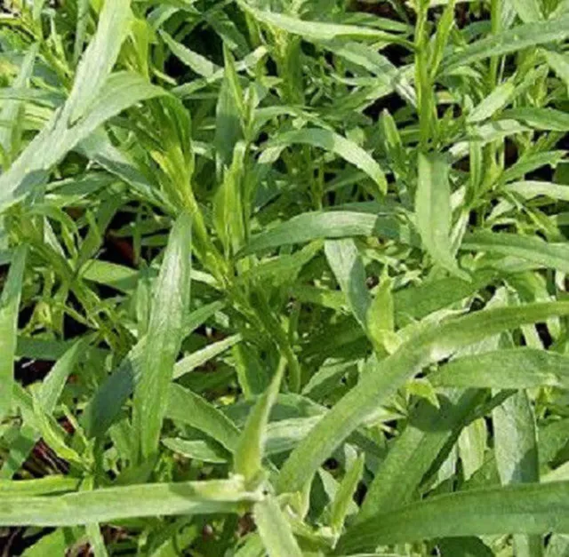 500 Graines d' ESTRAGON DE RUSSIE non traitées Artemisia dracunculus -aromatique