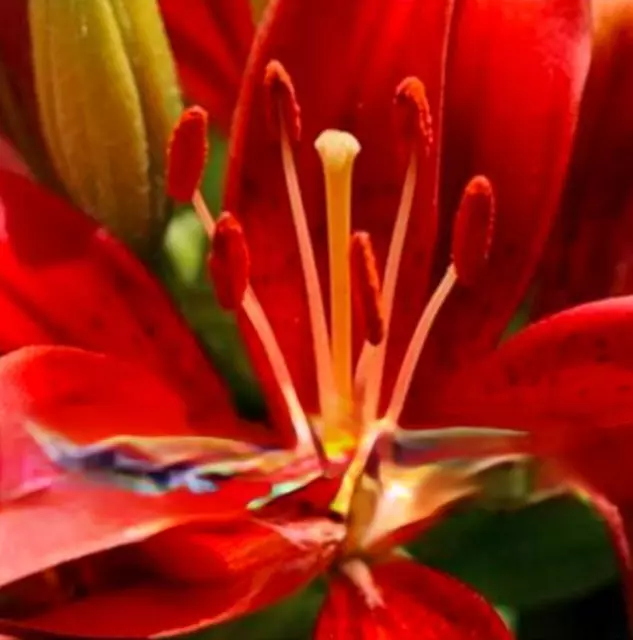 100PCS Semillas Plantas de lirio Flores perennes grandes rojas