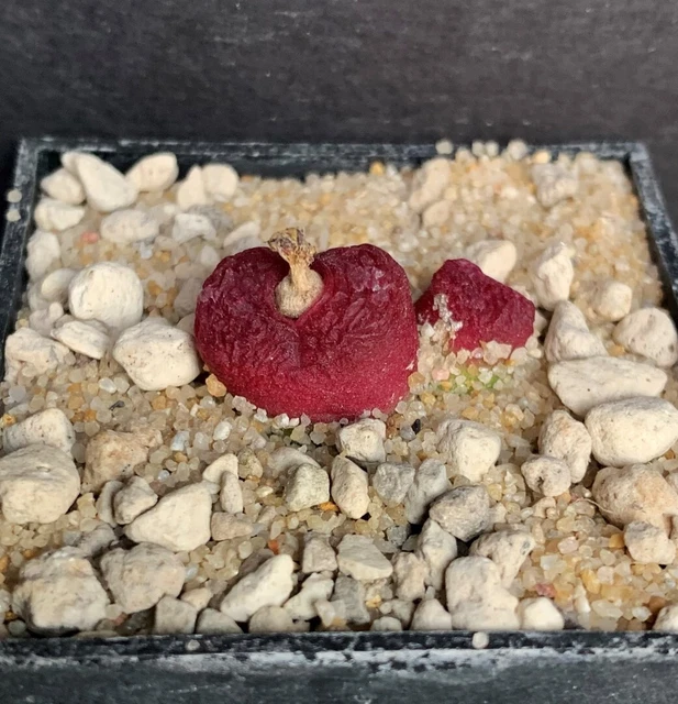 Conophytum maughanii ssp. Armeniacum B&H2414 Harrasberg 1