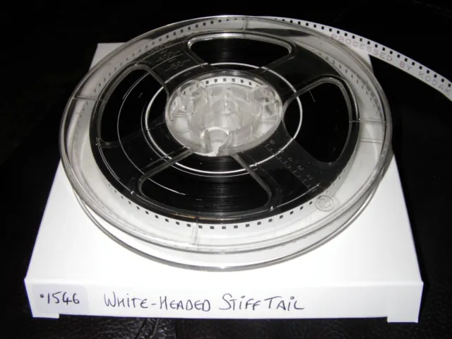 Standard 8mm - Home Movie - White-Headed Stiff Tail - 70's/80's - Silent - 150ft