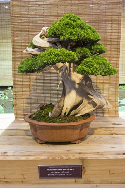 SAMEN HIT toller Wacholder garten-Bonsai Samen Saatgut Sämereien