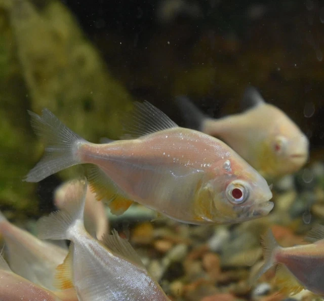 Live Albino Pacu (1.5-2" Juvenile Freshwater Aquarium Fish) PLS READ DESCR 2