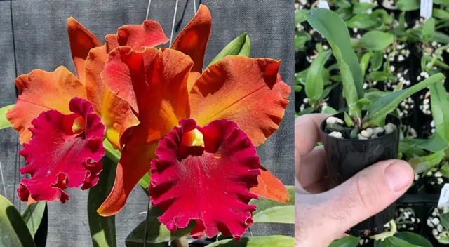 RON Cattleya Orchid Rlc. Hey Song 'Orange' MERICLONE 50mm Pot Size