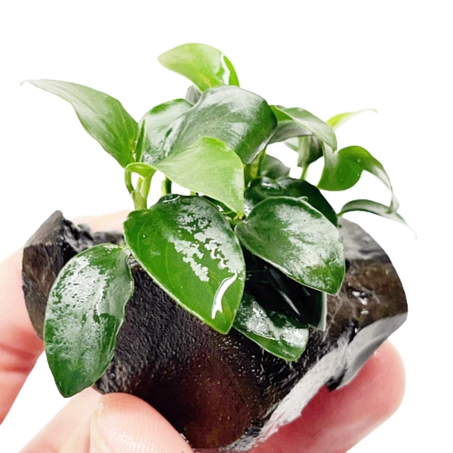 Anubias Nana Petite Nano Driftwood Easy Live Aquarium Plant Betta Fish Tank Mini