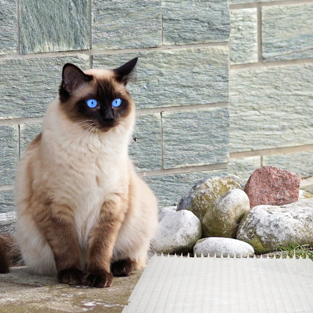 2 pz Tappetino antispina gatto a strisce formicolio gatto stuoie a punta repellente per gatti