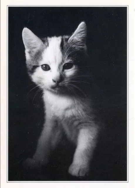 Cpsm / Carte Postale / Chat / Cat / Photo Patricia Breani