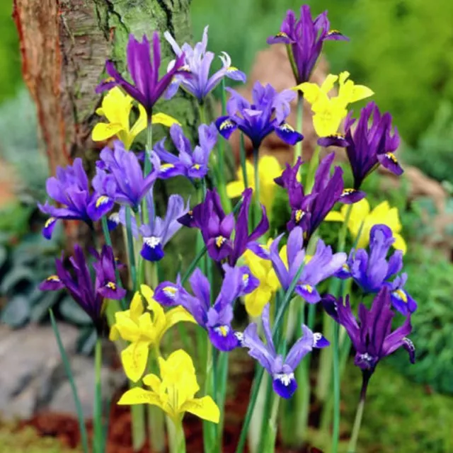 25 Mix Mixed Colour Dutch Iris Spring Garden Bulb Corm 4 Summer Beautiful Flower