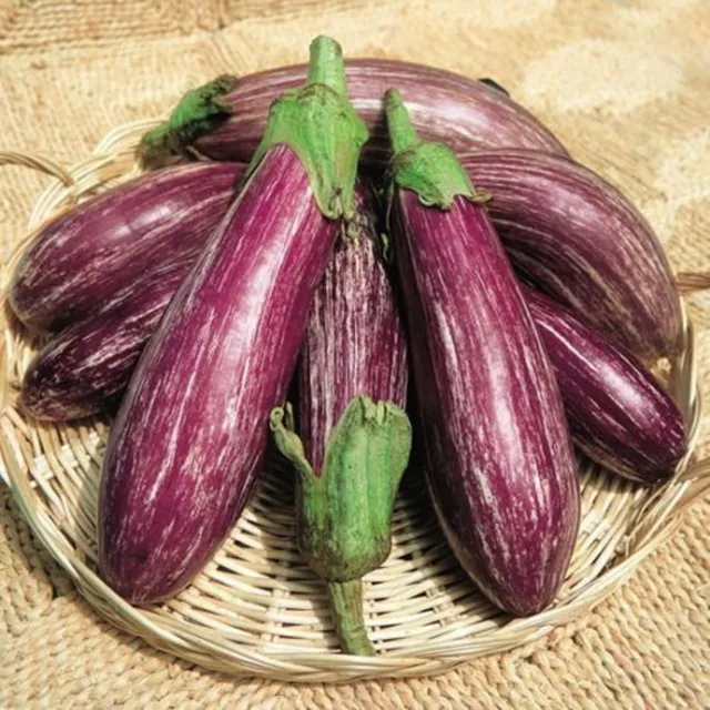 30 graines d AUBERGINE TSAKONIKI non traitées - variété ancienne grecque précoce