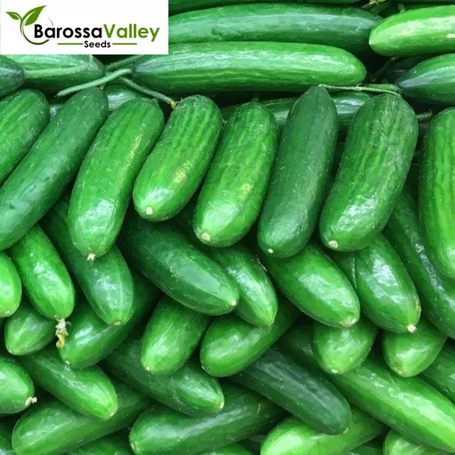 CUCUMBER Beit Alpha (Lebanese) 20 seeds Cucumber Seeds SPRING SUMMER Vegetable