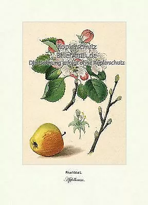 Apfelbaum Pirus Malus Kernobstgewächse Maloideae Rosales Vilmorin A4 312