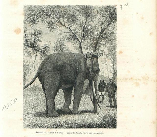 Eléphant du tong-doc de Sontay Sơn Tây Tonkin Viêt Nam Vietnam Asie GRAVURE 1889