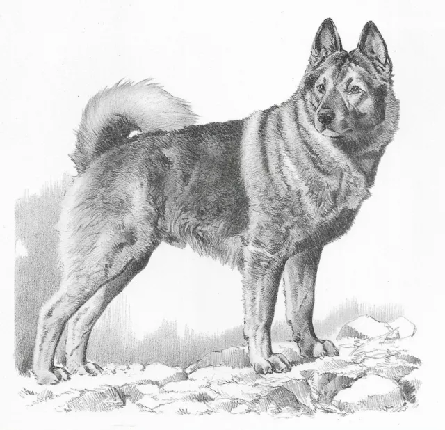 Norwegian Elkhound - CUSTOM MATTED - 1976 Vintage Dog Art Print - Cozzaglio