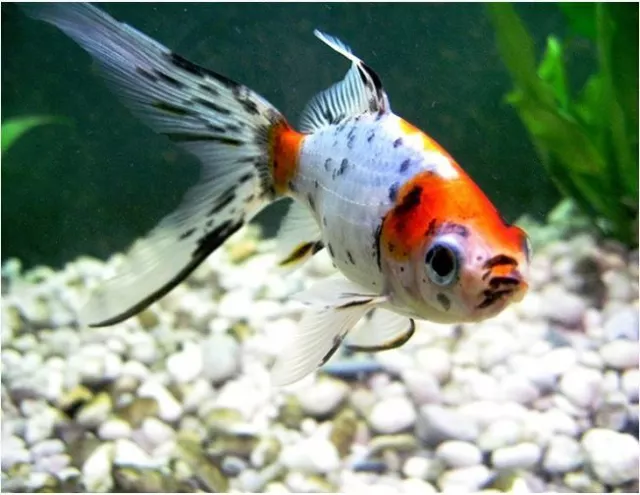 1.5 - 3 inch Live Shubunkin Goldfish for fish tank, koi pond or aquarium