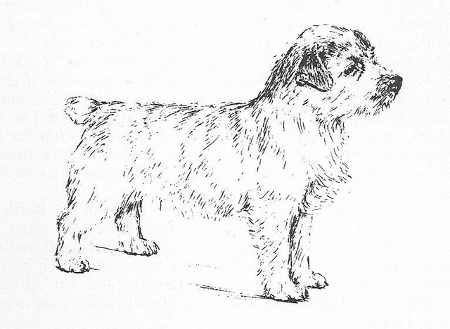 Norwich Terrier #3 - CUSTOM MATTED - 1963 Vintage Dog Art Print 0507 CLD