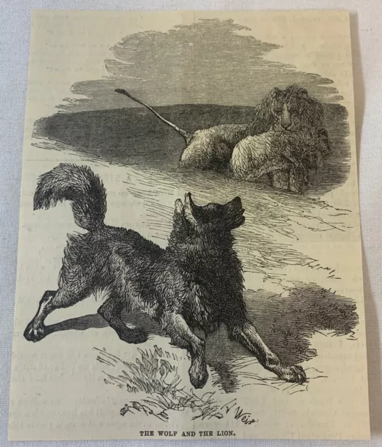1886 magazine engraving~ THE WOLF AND THE LION